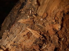 Glomeridae