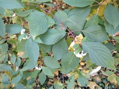 Cornus alba