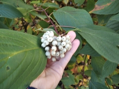 Cornus alba