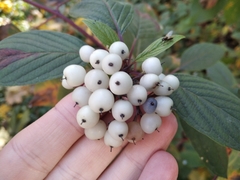 Cornus alba