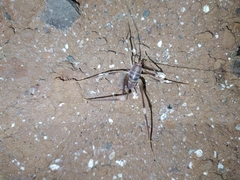 Dolichopoda geniculata