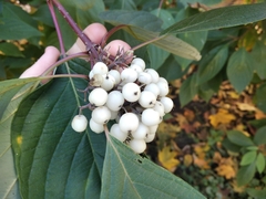 Cornus alba