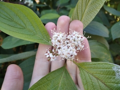 Cornus alba
