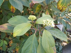 Cornus alba