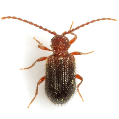 Red-headed Spider Beetle