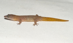 Sphaerodactylus ruibali
