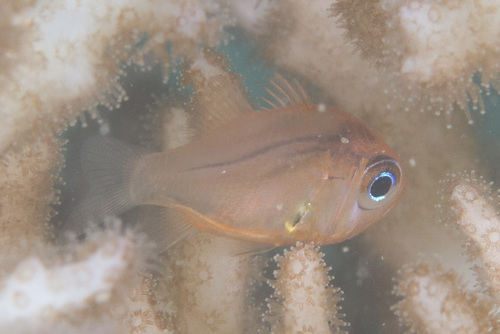 Jebb's siphonfish (Siphamia jebbi) — Apogonidae — 4