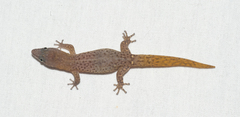 Sphaerodactylus ruibali
