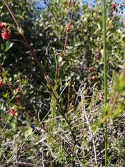 Hermannia filifolia