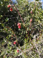 Hermannia filifolia