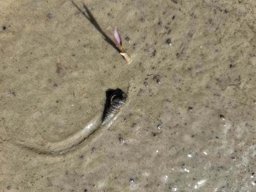 Cerithidea pliculosa, 2021-10-09