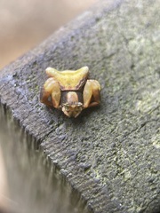 Thomisus perspicillatus