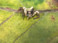 Thomisus perspicillatus