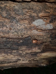 Glomeridae