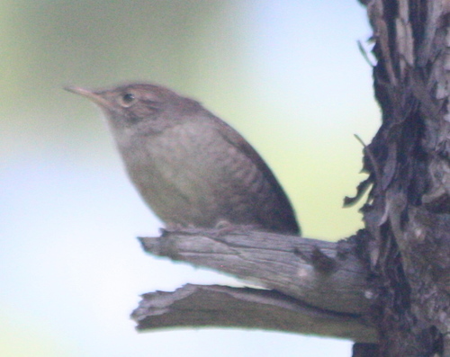 Troglodytes aedon