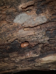 Glomeridae