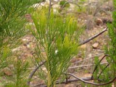 Serruria florida