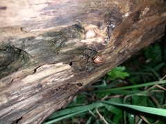 Glomeridae