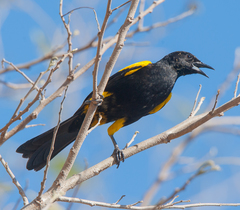 Icterus melanopsis