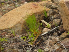 Serruria florida