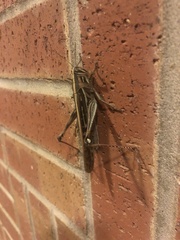 Schistocerca americana