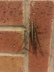 Schistocerca americana