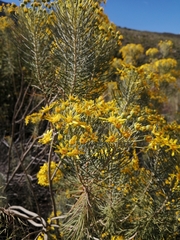 Euryops tenuissimus