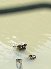 Trachemys callirostris