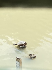 Trachemys callirostris