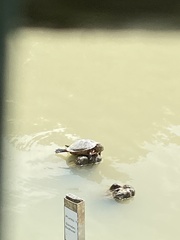 Trachemys callirostris