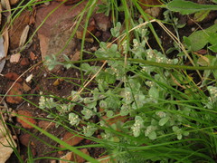 Troglophyton parvulum