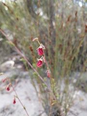Hermannia filifolia