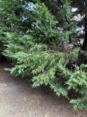 Cupressus × leylandii