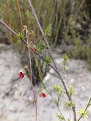 Hermannia filifolia