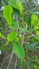 Erythroxylum monogynum