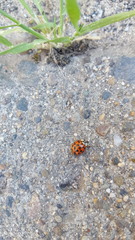Harmonia axyridis