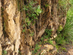 Pentameris densifolia