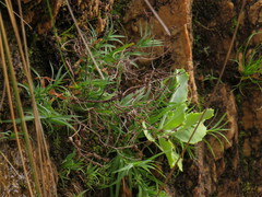 Pentameris densifolia