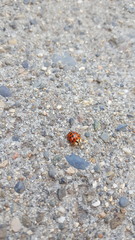 Harmonia axyridis