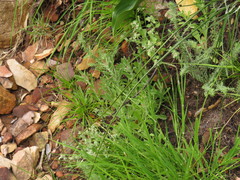 Troglophyton parvulum