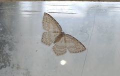 Leucodrepana serratilinea