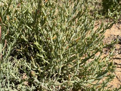 Mesembryanthemum leptarthron