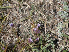 Gentianella turkestanorum