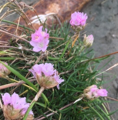 Armeria maritima maritima