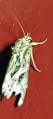 Spodoptera pulchella