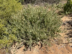 Mesembryanthemum leptarthron