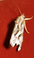 Spodoptera pulchella