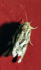 Spodoptera pulchella
