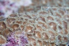 Palythoa heliodiscus