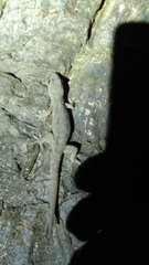 Hemidactylus leschenaultii